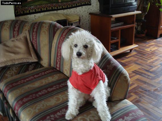 La foto del perro