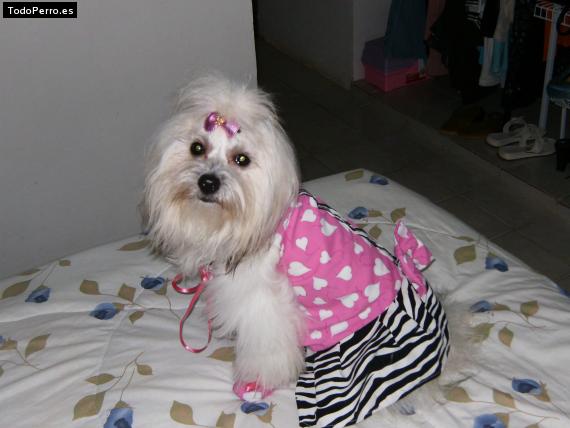 La foto del perro