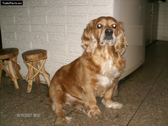 La foto del perro