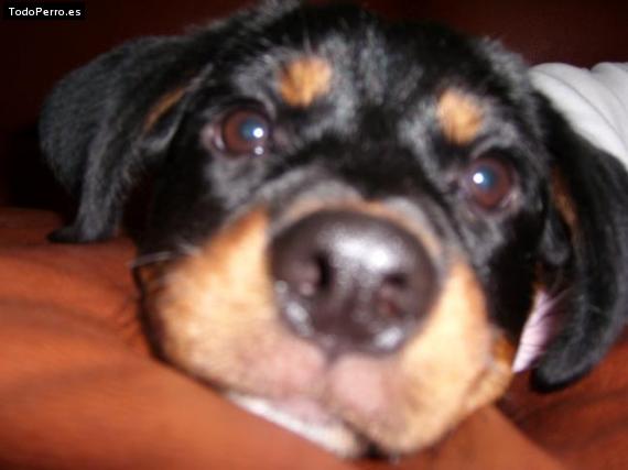 La foto del perro