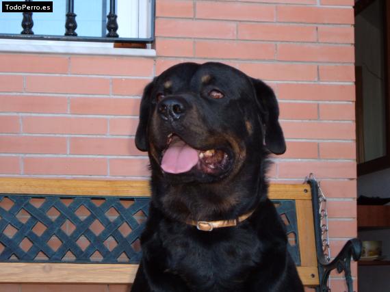 La foto del perro