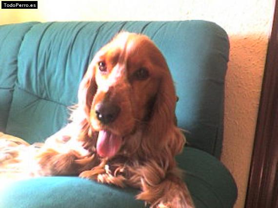 La foto del perro