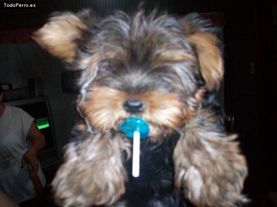 La foto del perro