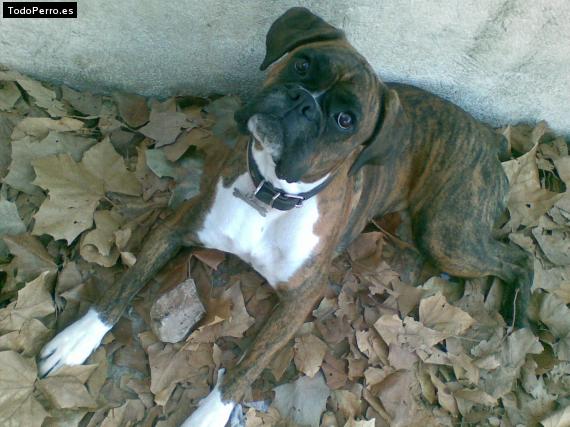 La foto del perro
