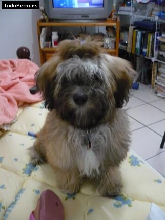 La foto del perro