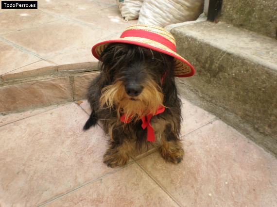 La foto del perro