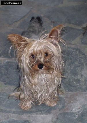 La foto del perro
