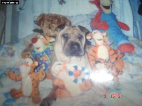 La foto del perro