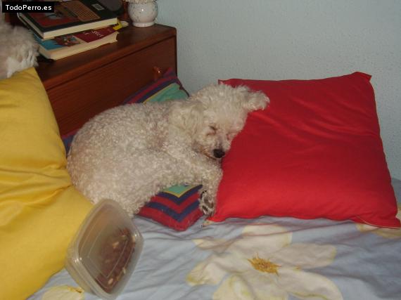 La foto del perro