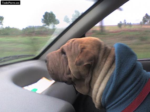 La foto del perro