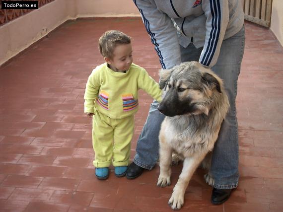 La foto del perro