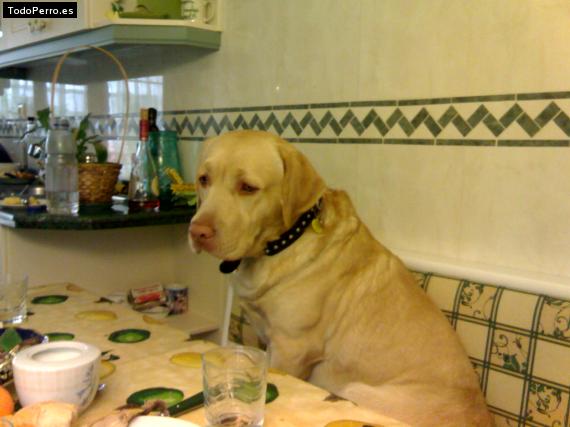 La foto del perro