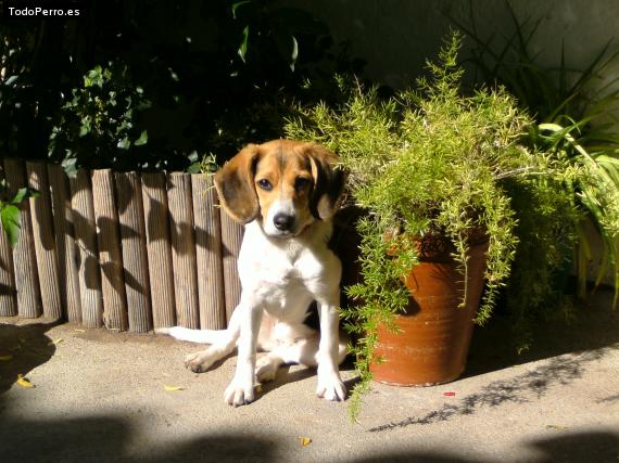 La foto del perro
