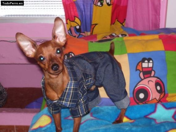 La foto del perro