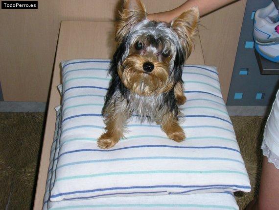 La foto del perro