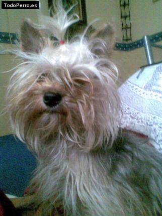 La foto del perro