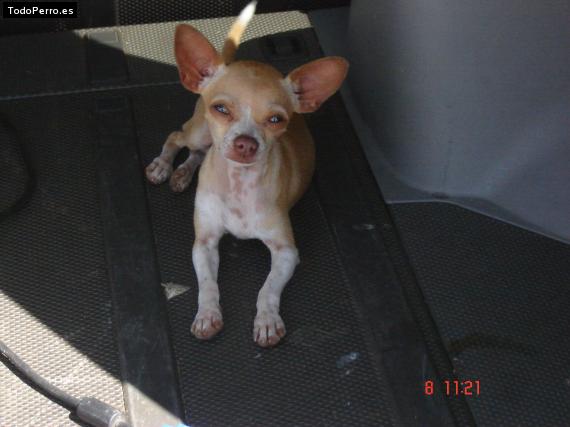 La foto del perro