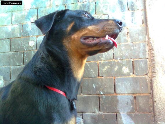 La foto del perro