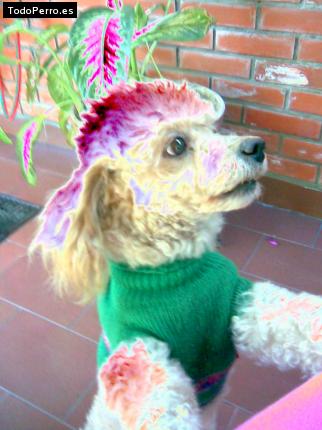 La foto del perro