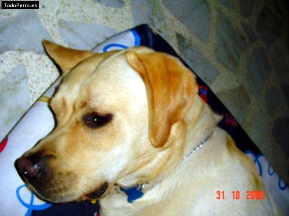 La foto del perro