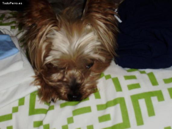 La foto del perro