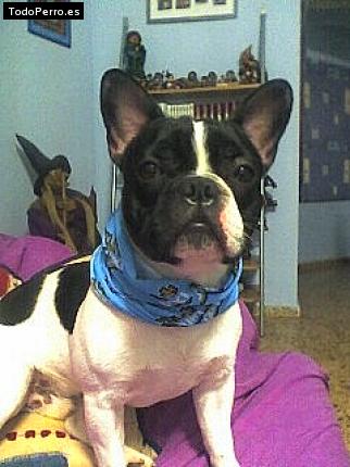 La foto del perro