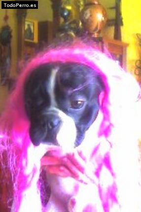La foto del perro