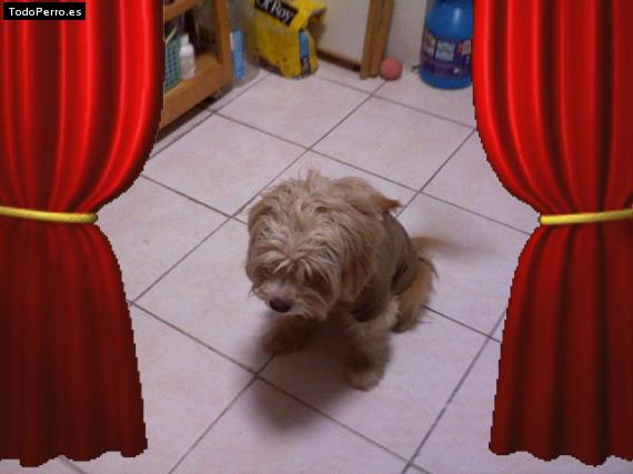La foto del perro