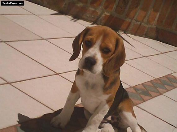 La foto del perro