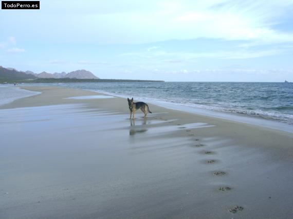 La foto del perro