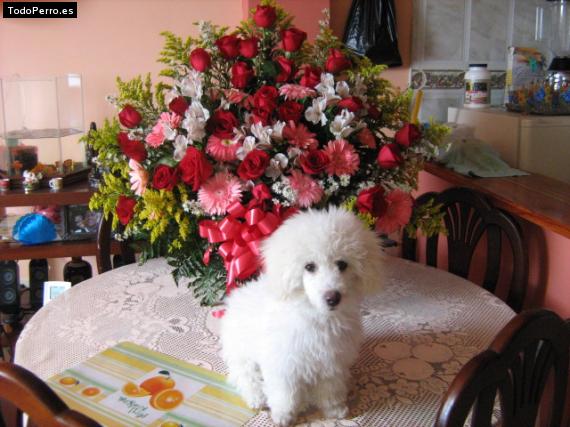 La foto del perro