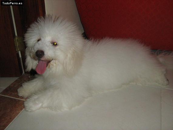 La foto del perro