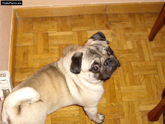 La foto del perro