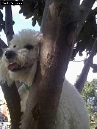 La foto del perro