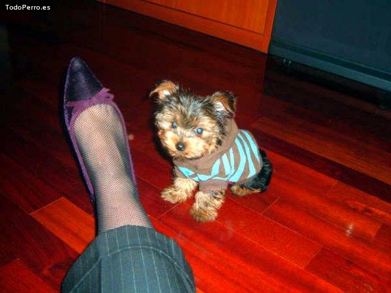 La foto del perro