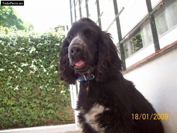 La foto del perro
