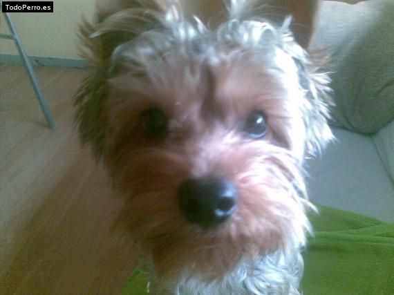 La foto del perro