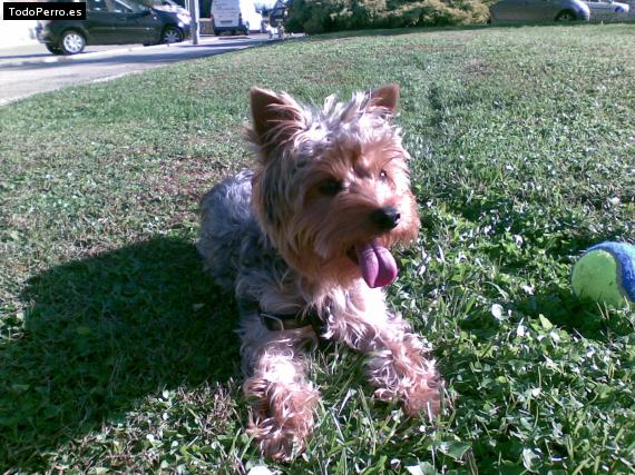 La foto del perro