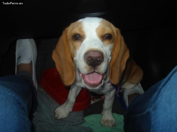 La foto del perro