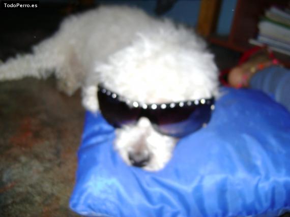 La foto del perro
