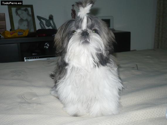 La foto del perro