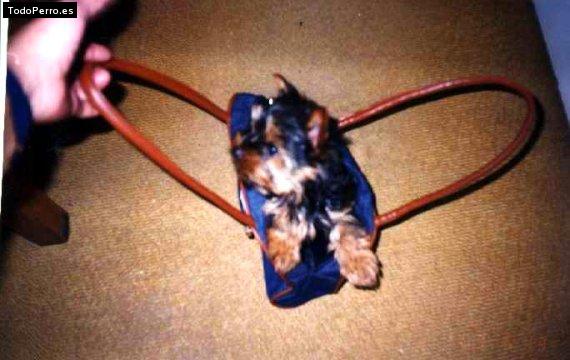 La foto del perro