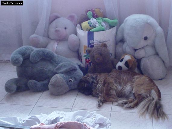 Foto del perro Titi