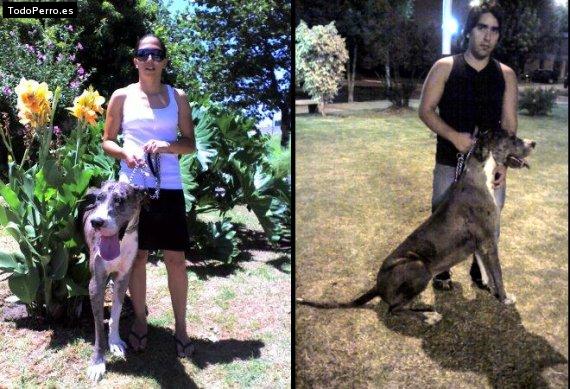 La foto del perro