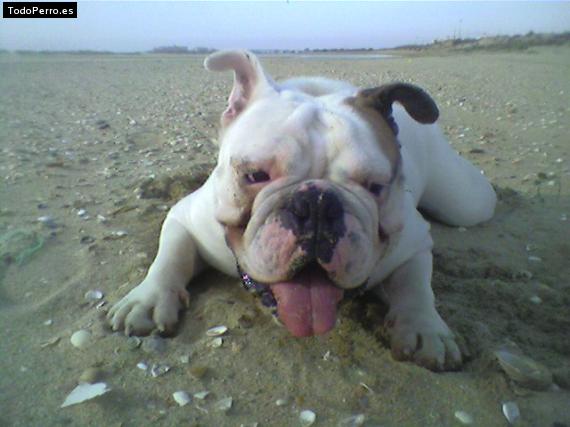 La foto del perro