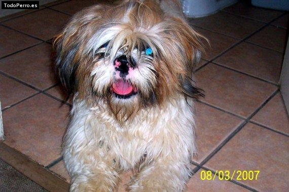 La foto del perro