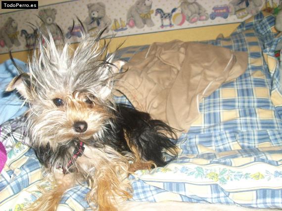 La foto del perro