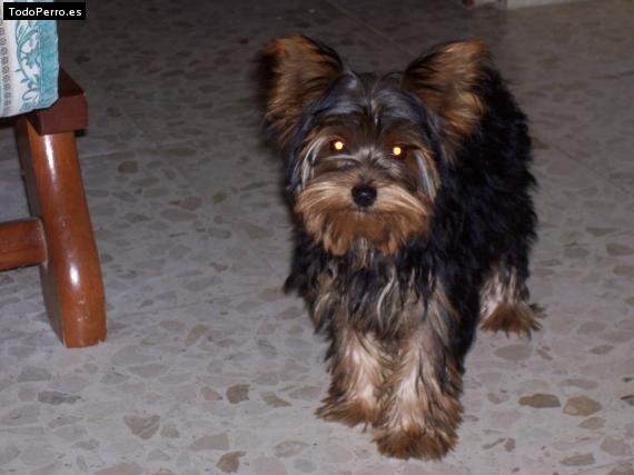 La foto del perro