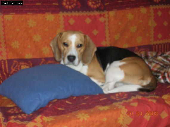 La foto del perro