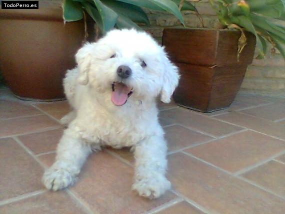 La foto del perro